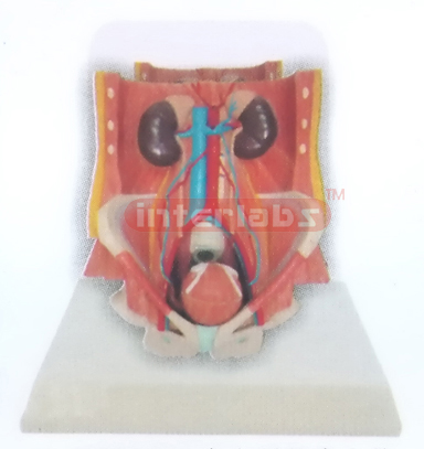 DESK TYPE, HEALTH HUMAN URINARY PELVIS MODEL WITH DESCRIPTION PLATE